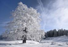 frozen tree.jpg